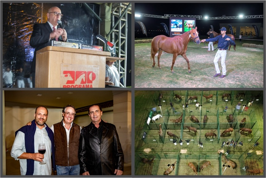 Haras Marmen realiza 7º leilão da raça cavalo polo argentino