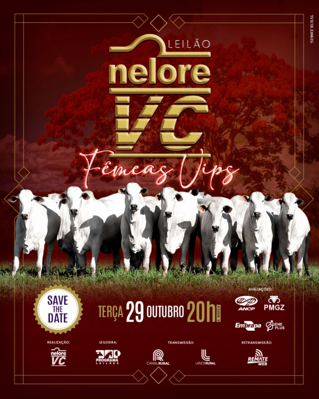 Leilão Virtual Nelore VC - Fêmeas Vips