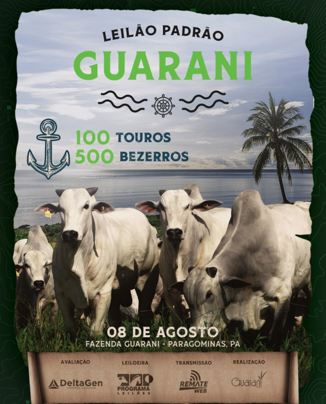 Leilão Padrão Guarani - Touros