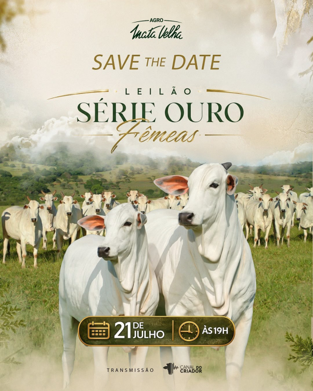 Leilão Série Ouro Fêmeas - Agro Mata Velha