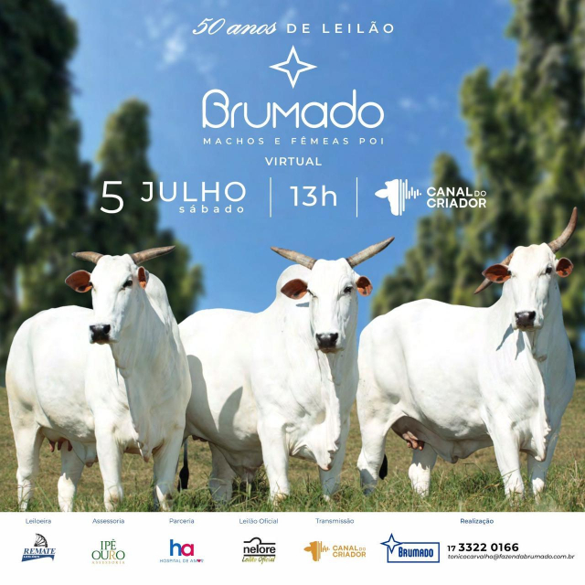 Leilão Virtual Nelore Brumado - Machos e Fêmeas PO