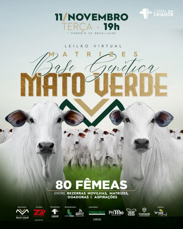 Leilão Virtual Matrizes Base Genética Mato Verde