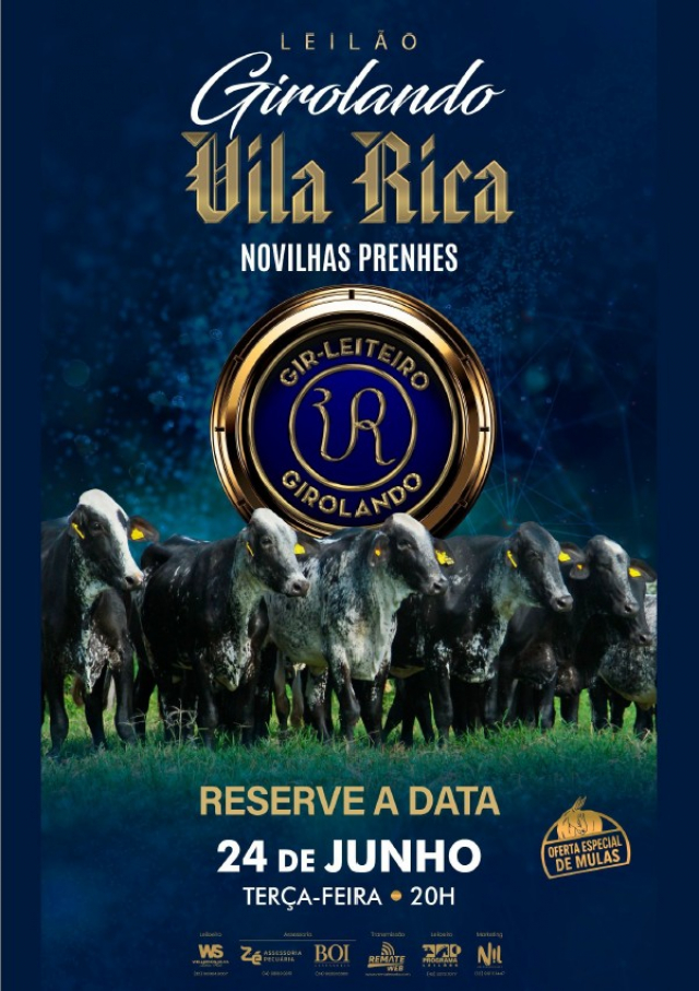 Leilão Girolando Vila Rica - Novilhas Prenhes