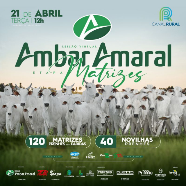 Leilão Virtual Ambar Amaral - Etapa Matrizes