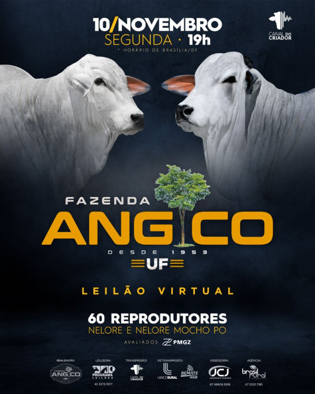 Leilão Virtual Fazenda Angico - Reprodutores Nelore e Nelore Mocho PO