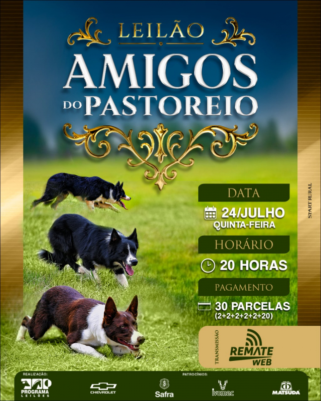 Leilão Virtual Amigos do Pastoreio - Border Collie
