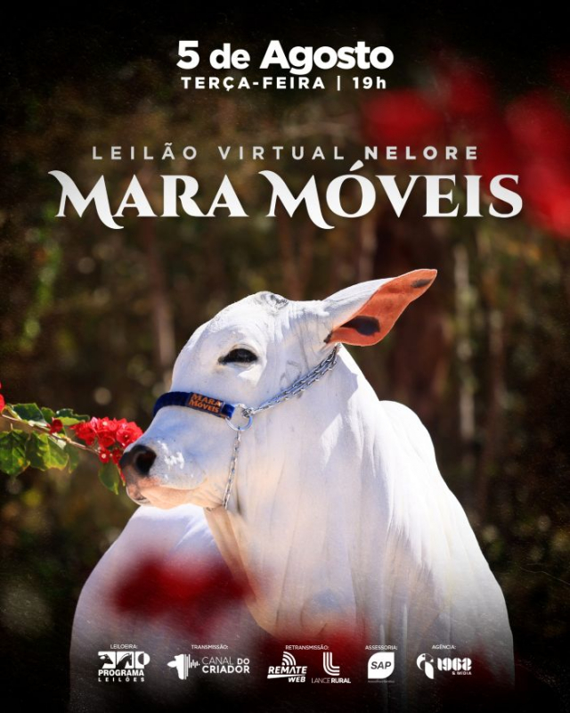 Leilão Virtual Nelore Mara Móveis