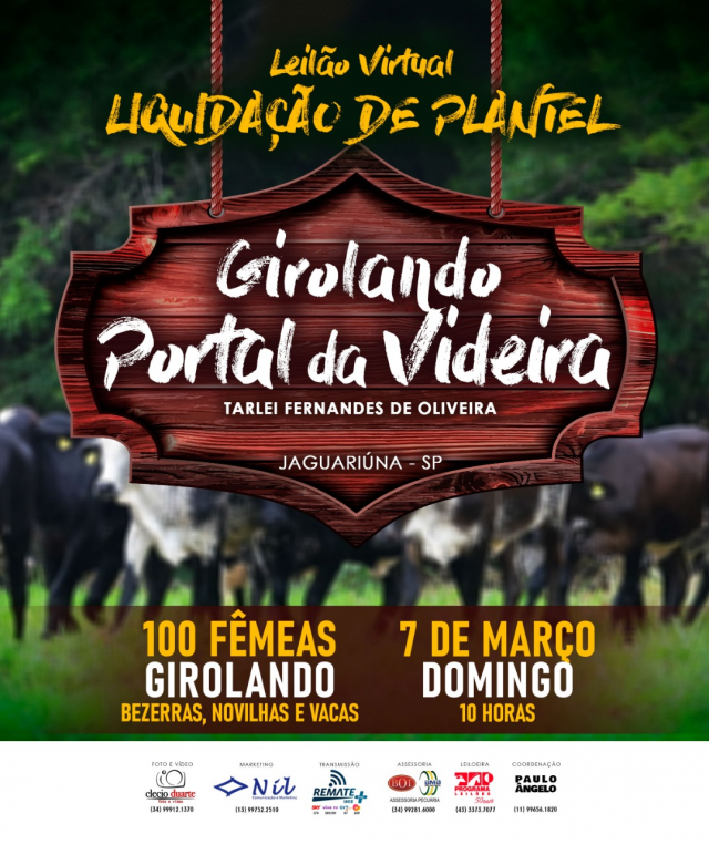 Leilão Virtual Liquidação de Plantel Girolando Portal da Videira