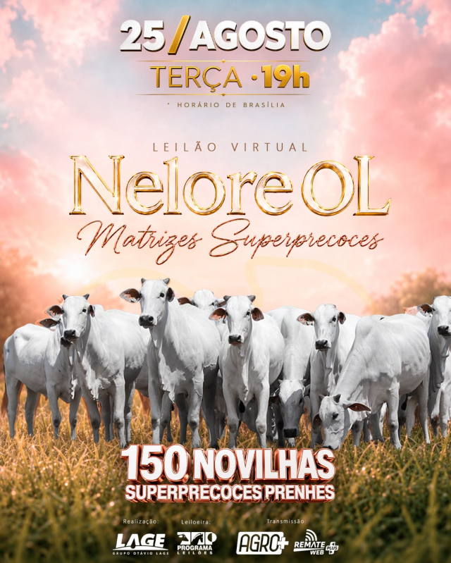 Leilão Virtual Nelore OL - Matrizes Superprecoces
