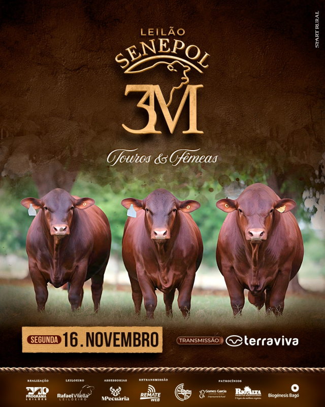 Leilão Senepol 3M - Touros e Fêmeas