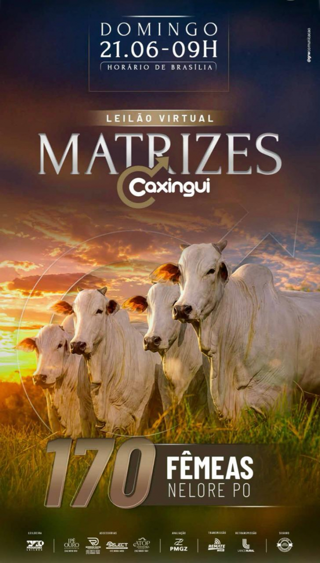 Leilão Virtual Matrizes Caxingui