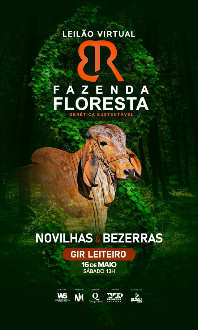 Leilão Virtual Fazenda Floresta - Novilhas e Bezerras