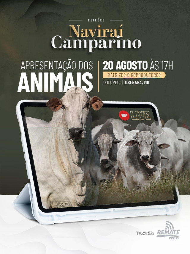 Leilões Naviraí Camparino - Apresentação de Animais