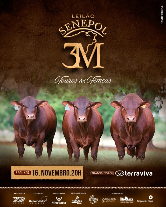 Leilão Senepol 3M - Touros e Fêmeas