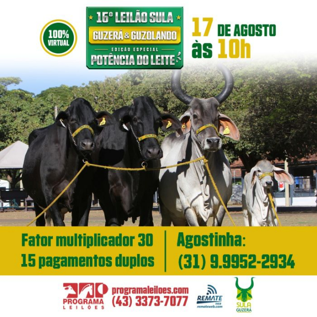 16º Leilão Virtual Sula - Guzerá & Guzolando - Potência do Leite