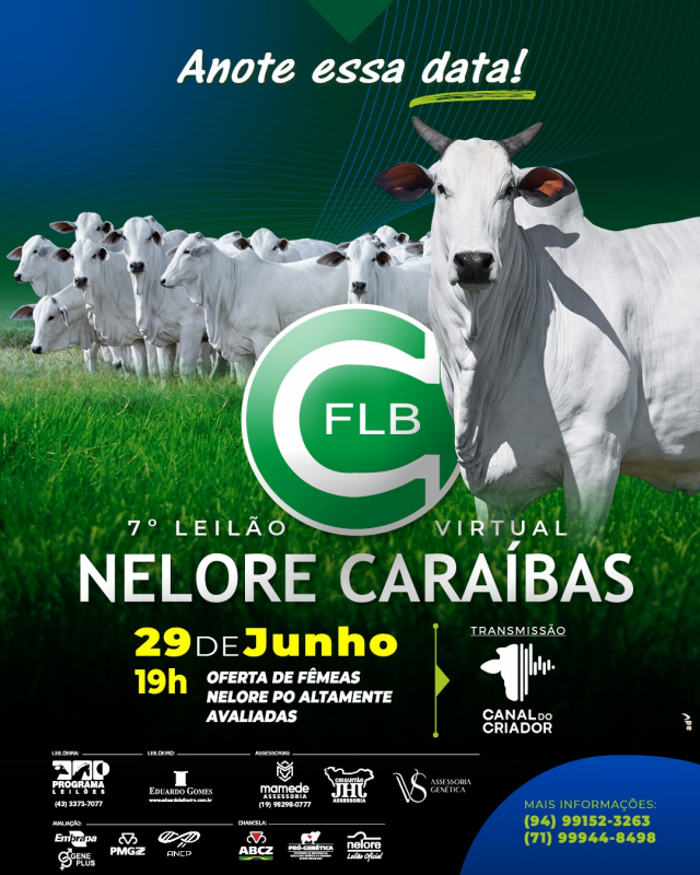 7º Leilão Virtual Nelore Caraíbas