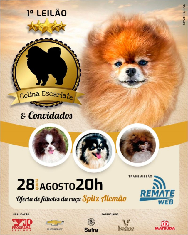 1º Leilão Virtual Colina Escarlate & Convidados - Spitz Alemão
