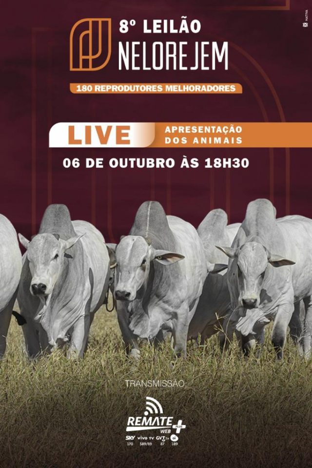 LIVE | 8° Leilão Nelore JEM