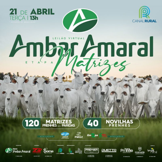 Leilão Virtual Ambar Amaral - Etapa Matrizes