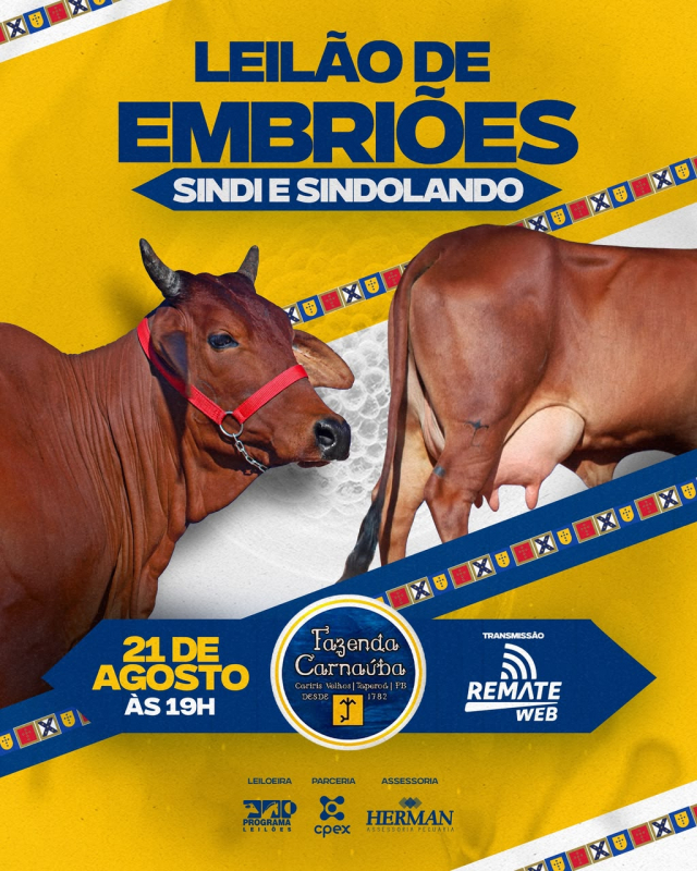 Leilão Embriões Sindi e Sidolando
