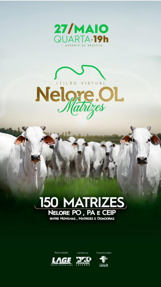 Leilão Virtual Nelore OL - Matrizes