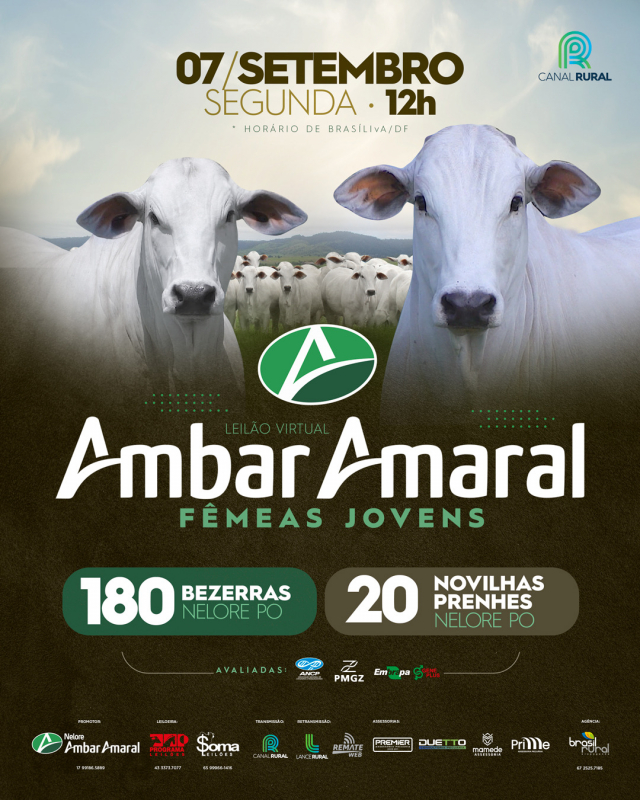 Leilão Virtual Ambar Amaral Fêmeas Jovens