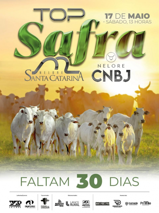 Leilão Virtual Top Safra - Fêmeas