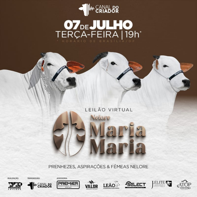 Virtual Nelore Maria Maria