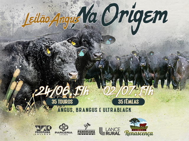 Leilão Virtual Angus na Origem Fêmeas - Fazenda Renascença