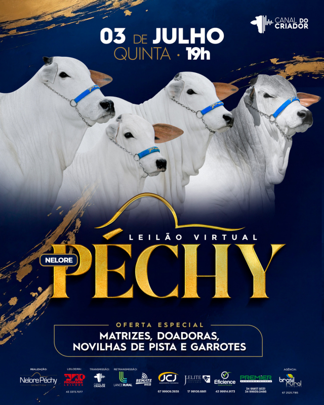 Leilão Virtual Nelore Péchy - Matrizes, Doadoras, Novilhas de Pista e Garrotes