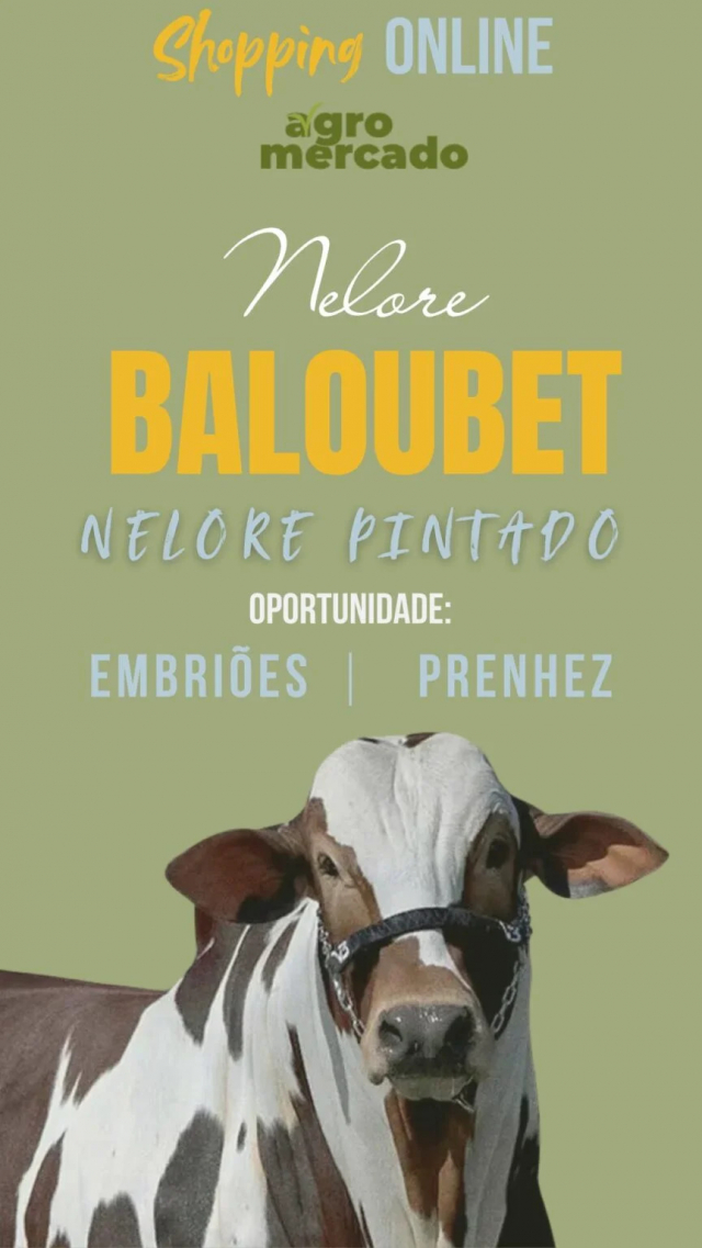 Shopping - Nelore Baloubet - Nelore Pintado