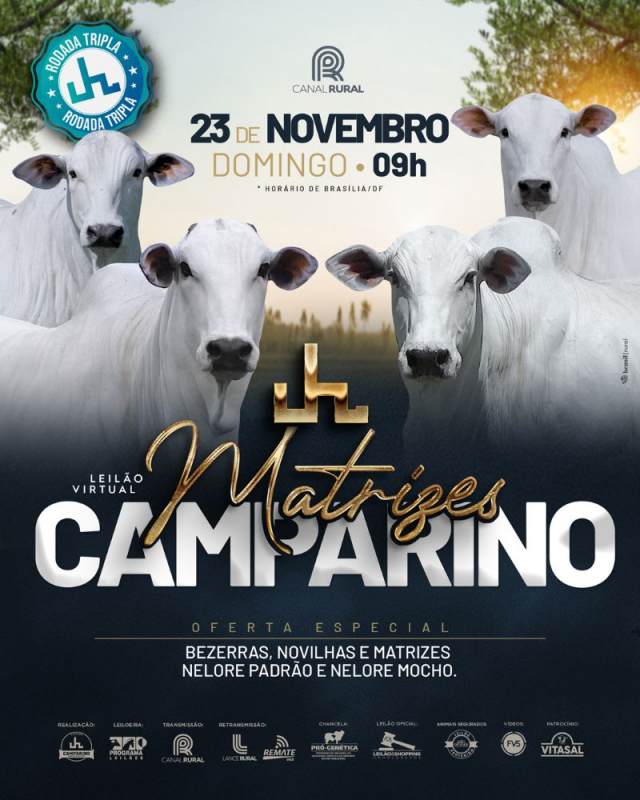 Leilão Virtual Matrizes Camparino - Bezerras, Novilhas e Matrizes