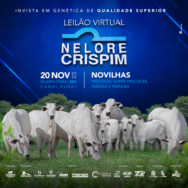 Leilão Virtual Nelore Crispim - Novilhas