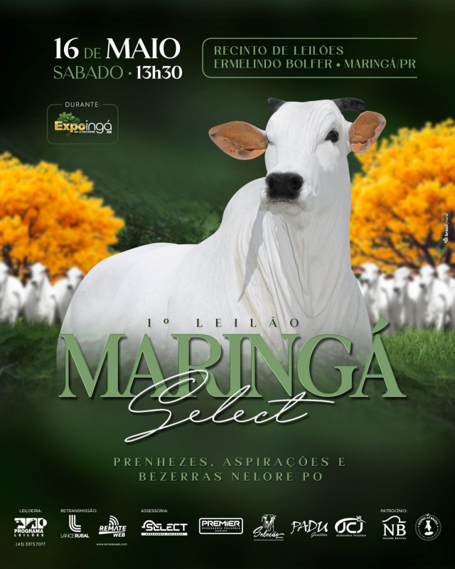 1º Leilão Maringá Select