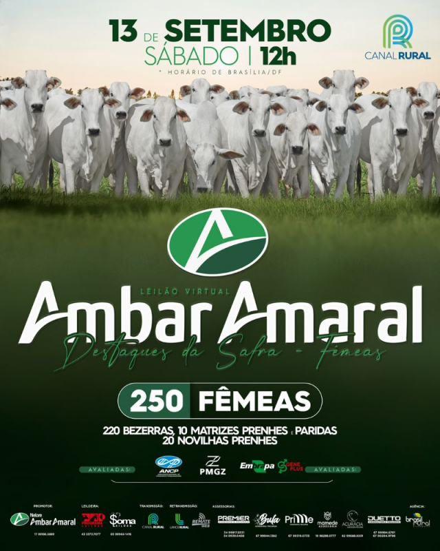 Leilão Virtual Ambar Amaral - Fêmeas