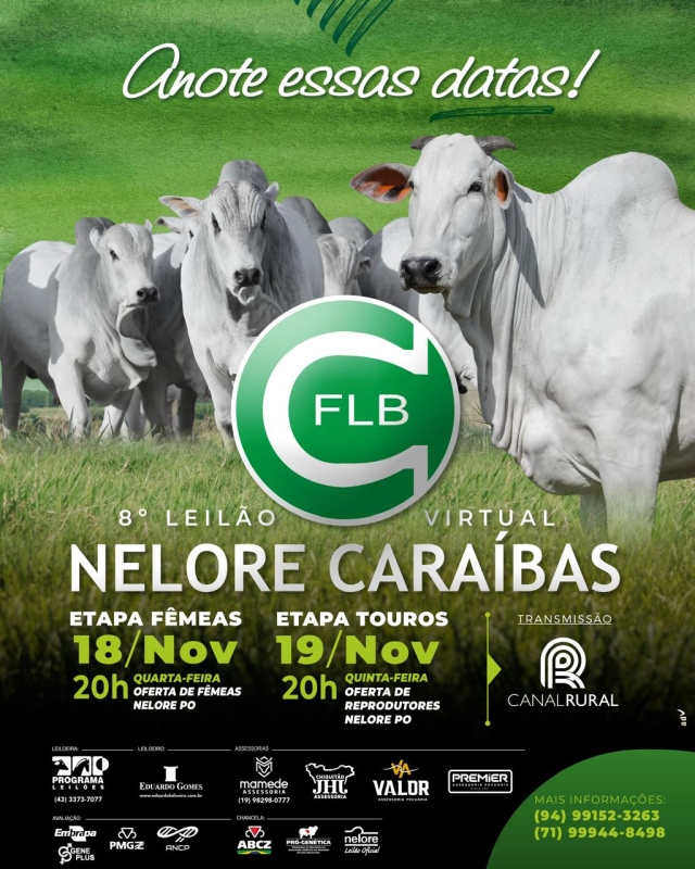 8º Leilão Virtual Nelore Caraíbas - Etapa Touros