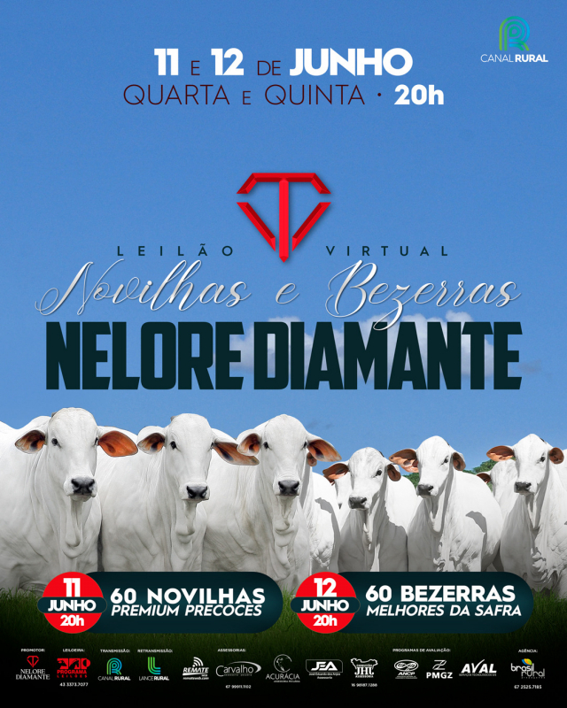 Leilão Virtual Nelore Diamante - Bezerras Nelore PO
