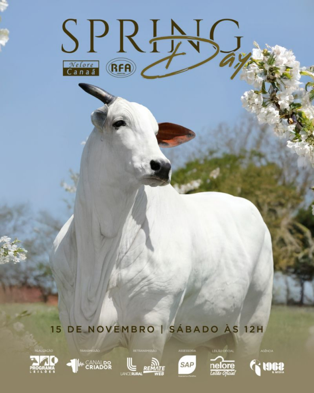 Leilão Spring Day - Nelore Canaã e RFA Agropecuária