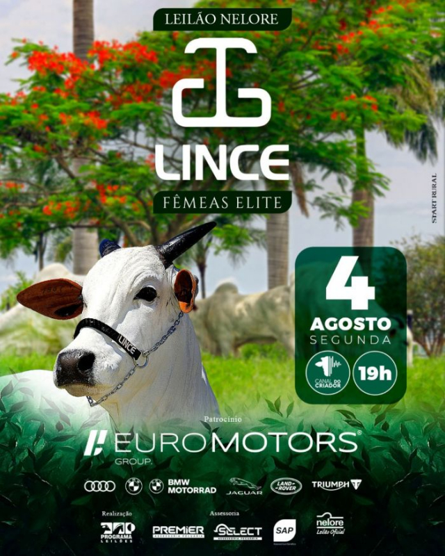 Leilão Virtual Nelore Lince - Fêmeas Elite