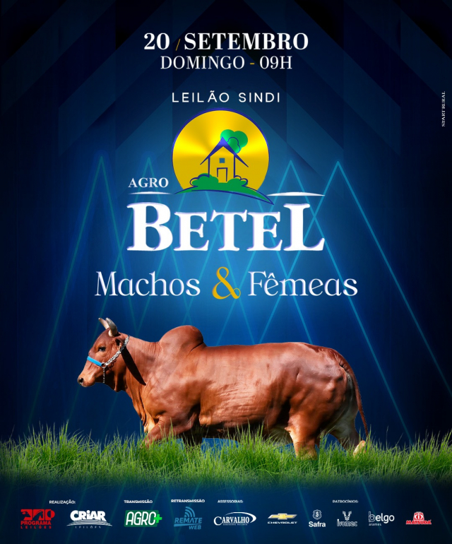 Leilão Sindi Agro Betel - Machos & Fêmeas