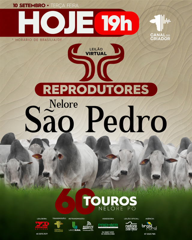 Leilão Virtual Reprodutores Nelore São Pedro