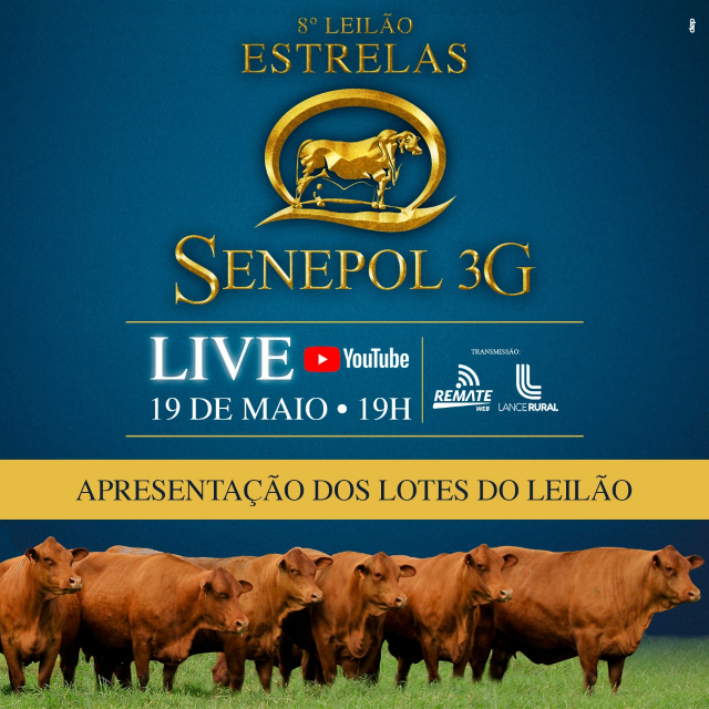 LIVE | 8° Leilão Estrelas Senepol 3G