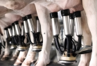 Fazendas brasileiras lideram ranking global de produção de leite por vaca com uso de tecnologia