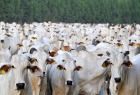 Brasil se aproxima de marca inédita e deve exportar 1 milhão de bovinos vivos em 2025