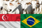 Brasil abre novas mercado para gelatina e colágeno bovino em Singapura