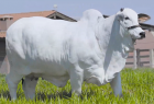 Leilão Grande Encontro reúne Ourofino Genética Animal, Nelore Brun, RS Agropecuária e Nelore Velha Senhora na Expoinel 2026