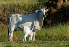 Novo protocolo antecipa idade para reprodução de fêmeas bovinas