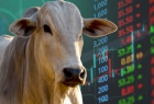 Boi gordo começa a semana firme, com oferta restrita e espaço para novas altas