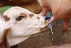 ABCZ amplia possibilidades para produtores de leite 100% zebuíno obterem selo Leite de Zebu
