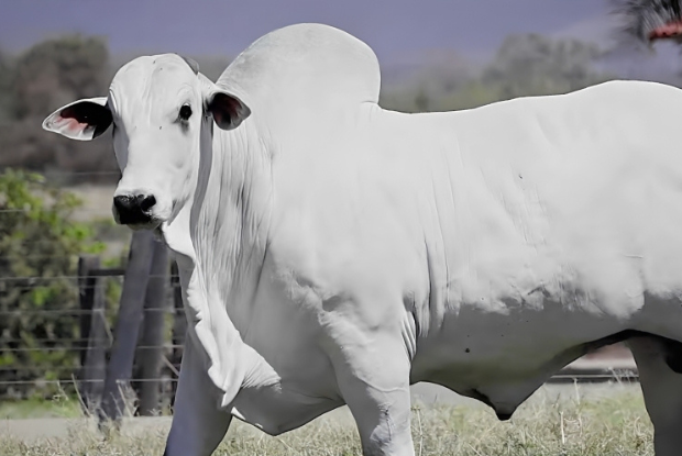 Touros Nelore Paranã atingem média de R$22.455,00 por animal e pulverizam genética melhoradora pelo país